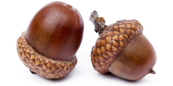 Acorns-1